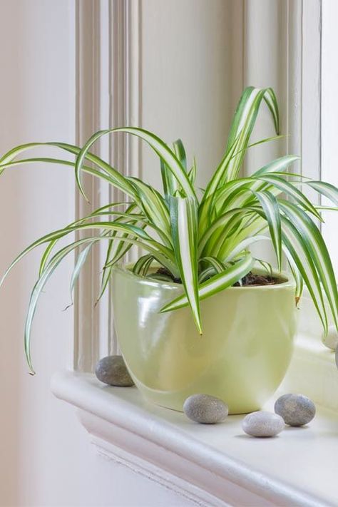 Pisces: Spider Plant Since you are empathetic and always want to help others, you'll gravitate towards spider plants, that are also very unselfish and can survive in even the darkest corners in your house. Check out more houseplants for your zodiac sign! Best Bathroom Plants, Best Air Purifying Plants, Low Maintenance Indoor Plants, Houseplants Low Light, Low Light Indoor Plants, Tanaman Indoor, Arrowhead Plant, Kitchen Plants, Plantas Bonsai