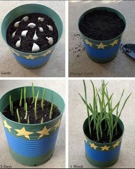 Growing garlic How To Grow Vegetables, Grow Garlic, Growing Onions, نباتات منزلية, Growing Garlic, Home Grown Vegetables, Grow Vegetables, Veg Garden, Indoor Herb Garden