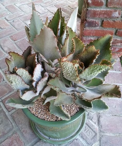 Kalanchoe Beharensis, Suculent Plants, Succulent Planting, Cactus Y Suculentas, African Violets, Plant Collection, Cactus And Succulents, Colorful Garden, Succulents Garden