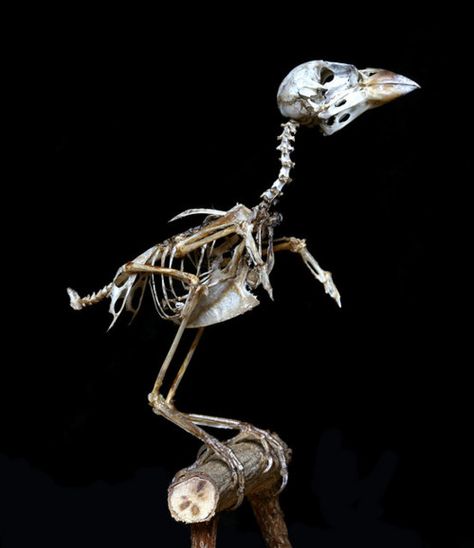 Sparrow Skeleton, Royal Flycatcher, House Sparrow, Reference Pictures, Endangered Species, View Image, Tim Burton, Artsy Fartsy, Skeleton