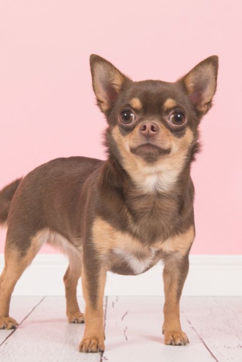 Cute brown #chihuahua dog standing seen from the side in a pink living room setting Funny Sloth Pictures, Pictures Of Chihuahuas, Brown Chihuahua, Dog Standing, Teacup Chihuahua Puppies, Baby Chihuahua, Cutest Puppies, Teacup Chihuahua, Pink Living Room