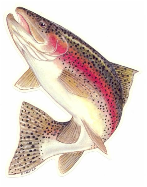 Rainbow trout Trout Art, Rainbow Trout Fishing, Fly Fishing Art, Trout Recipes, Trout Fishing Tips, Fly Fishing Tips, Brown Trout, Salmon Fishing, Fish Drawings