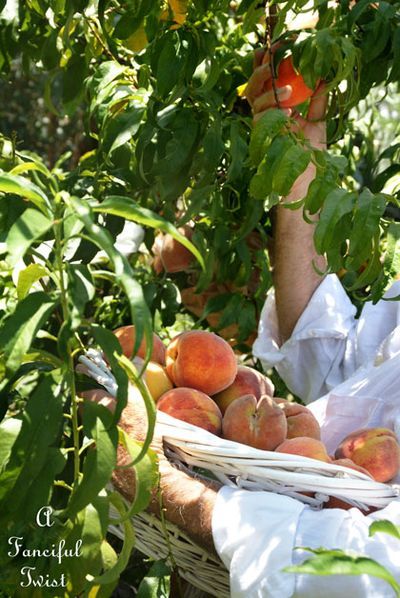 Lovee picking peaches... Picking Fruit, Peach Picking, Picking Peaches, Peach Picking Aesthetic, Picking Fruits Aesthetic, Peach Aesthetic Fruit, Peach Trees Aesthetic, Peach Asthetics Fruit, Peach Orchard