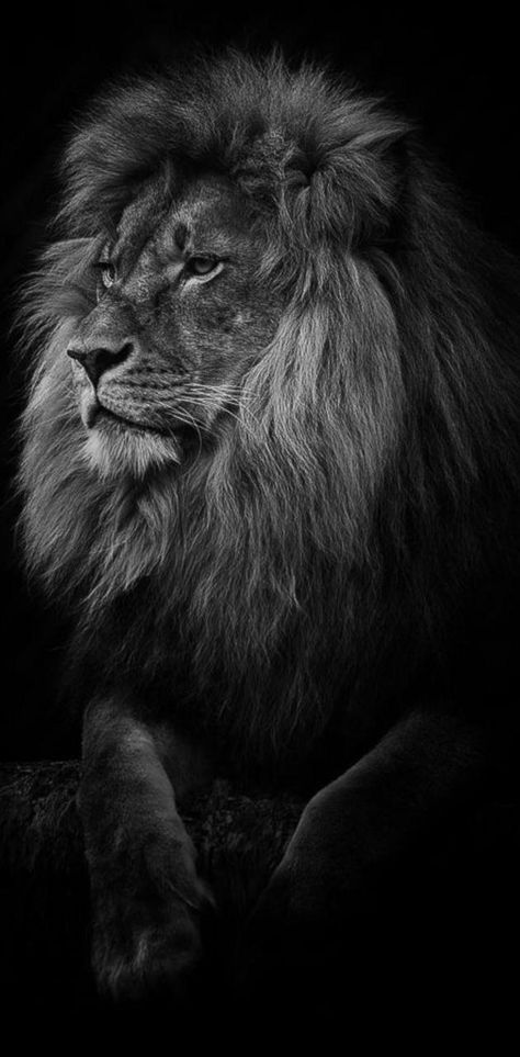 Download lion wallpaper by Alex10bet - 105f - Free on ZEDGE™ now. Browse millions of popular face Wallpapers and Ringtones on Zedge and personalize your phone to suit you. Browse our content now and free your phone Vintage Animal Drawings, White Lion Images, Wallpaper Ideas Iphone, Lion Hd Wallpaper, Elephant Black And White, Lion Live Wallpaper, Black And White Lion, Lion Photography, Wild Lion