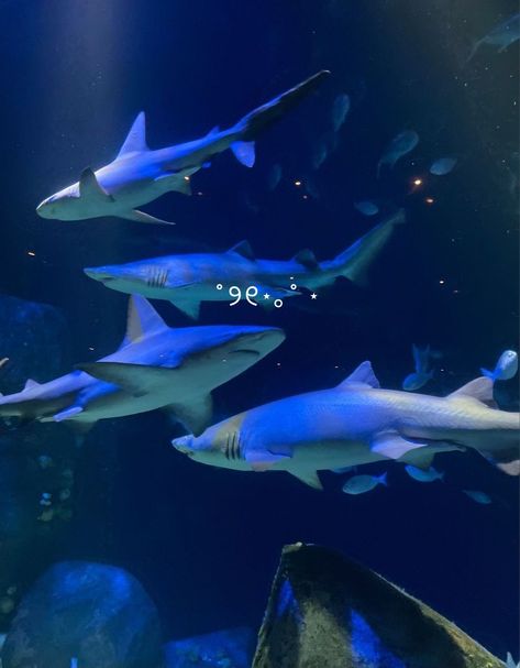 sharks text cute ocean sea blue Aquarium Shark Aesthetic, Blue Sea Creatures Aesthetic, Ocean Shark Aesthetic, Cute Ocean Creatures, Shark Aesthetics Cute, Sharks In Aquariums, Pretty Shark Pictures, Cute Sharks Aesthetic, Shark In Aquarium