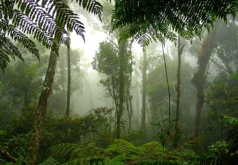 Taman Negara rainforest, Malaysia: been here 4 times and still crave to go back again! There's something about the smell of the forest..and the sounds that captivates the soul Misty Rainforest, Rainforest Landscape, Action Movie, Forest Photography, Tropical Forest, Tropical Rainforest, Natural History, In 3d, Nice View