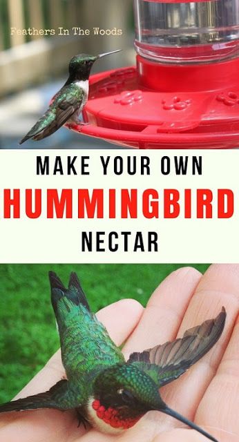 Hummingbirds at feeder and in hand. Feeding hummingbirds. Hummingbird Food Diy, Hummingbird Facts, Homemade Hummingbird Nectar, Homemade Hummingbird Food, Hummingbird Nectar Recipe, Hummingbird Food, Hummingbird Nectar, Homemade Bird Houses, Attract Hummingbirds