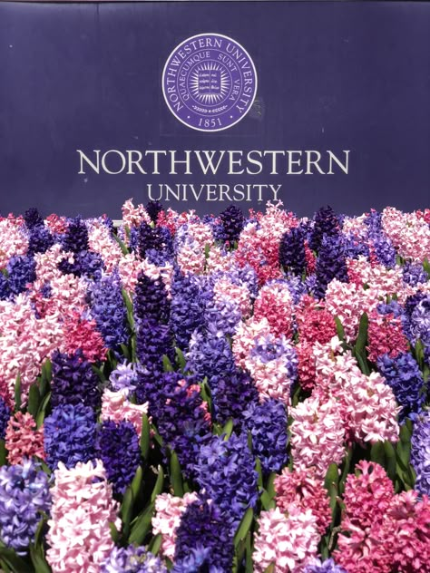 Northwestern North Western University, Northwestern Law School, Northwestern University Aesthetic, Northwestern Aesthetic, Future University, Uni Vibes, Romanticize Studying, College Vibes, Vision 2025