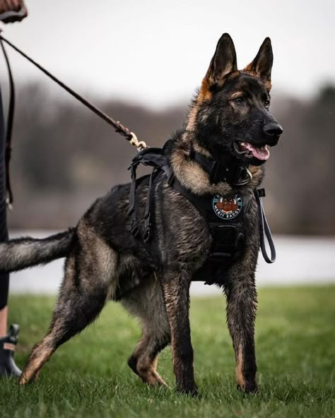 German Shepherd Guard Dog Aesthetic, German Shepherd Army, German Shepherd Malinois, German Shepherd Police Dogs, Apocalypse Dog, Working Line German Shepherd, Dog Protection, German Shepherd Photography, K9 Handler