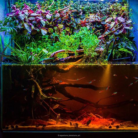 Black Water Aquascape, Black Water Aquarium, Blackwater Aquascape, Blackwater Tank, 30 Gallon Fish Tank, Aquarium With Fish, Blackwater Aquarium, Axolotl Tank, Water Terrarium