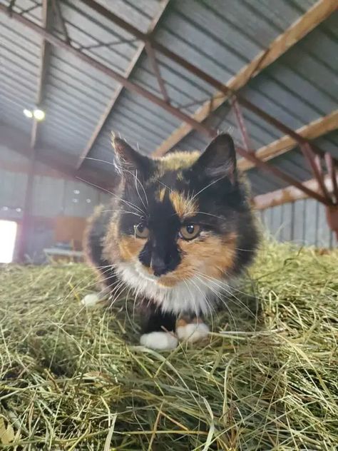 Backyard Farm Animals, Farm Pets, Solitary Life, Farm Cat, Country Core, Ancient Dogs, Barn Cat, Feral Kittens, Backyard Animals