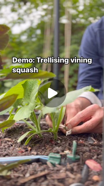 Seattle Urban Farm Co | Garden Creators on Instagram: "Squash plants come in 2 different growth forms: bush and vining. Most summer squash are bush types, but there are some, like the Incredible Escalator and Tromboncino, that vine. Vining summer squash and vining winter squash can be trained to grow vertically. This technique saves space and makes it easier to harvest. 🌱♥️
.
.
.
#squash #trellisgarden #verticalgarden" Grow Vertically, Squash Plant, Urban Farm, Yellow Squash, Winter Squash, Summer Squash, Garden Trellis, Urban Farming, Vertical Garden