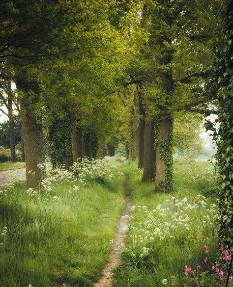 Path Aesthetic, Life In Paradise, Natures Path, Save Trees, Water Waste, Junk Mail, Forest Path, Spring Aesthetic, Nature Aesthetic