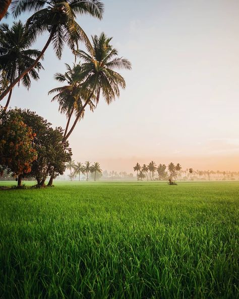 Lush green paddy fields of Pollachi , India. Fresh Aesthetic Photography, Village Background Images, Paddy Field Aesthetic, Paddy Field Painting, Paddy Field Photography, Countryside Wallpaper, Photography Camp, Vibe Art, Green Village