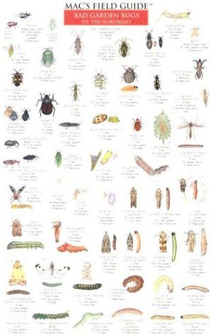 Insect Identification, Garden Books, Plant Bugs, Bad Bugs, Garden Bugs, Stink Bugs, California Garden, Survival Gardening, Gardening Books