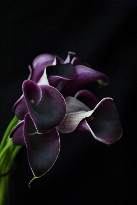 Dark burgundy calla lily with white stripes on black background. Black Calla Lilly, Dark Purple Calla Lilies, Black Calla Lily Aesthetic, Black Calla Lilies, Black Calla Lily Tattoo, Dark Calla Lily, Calla Lily Aesthetic, Burgundy Calla Lily, Purple Calla Lily