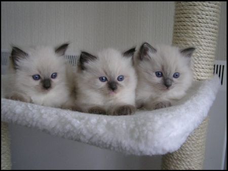 Ragdoll Kittens, Pretty Cat, Cute Little Kittens, Ragdoll Kitten, Puppies And Kitties, White Kittens, Baby Kittens, Little Kittens