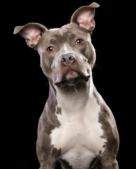 Dog Selfie, Dog Photograph, Pet Photography, Dog Face, Dog Paintings, Dog Photography, Dog Portraits, Pitbull, Animal Kingdom