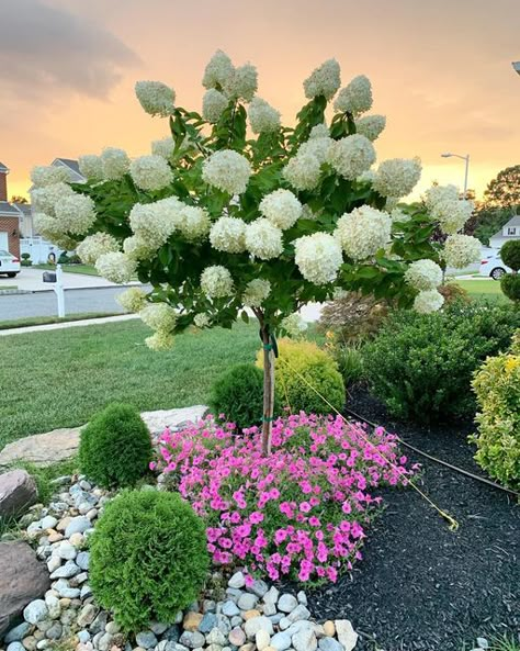 Fall Annuals, Limelight Hydrangeas, Hydrangea Tree, Hydrangea Landscaping, Ornamental Kale, Limelight Hydrangea, Growing Hydrangeas, Hydrangea Garden, Front Yard Garden Design