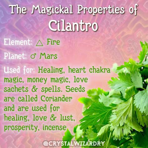 Witchy Plants, Herb Journal, Plant Symbolism, Herb Magick, Magickal Correspondences, Witches Garden, Food Magic, Nature Healing, Magickal Herbs