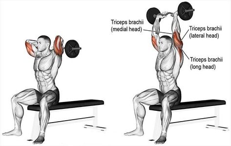 Seated E-Z bar overhead triceps extension Triceps Exercises, Overhead Tricep Extension, Body Coach, Tricep Extension, Triceps Workout, Leg Press, Workout Moves, Workout Guide, Bench Press