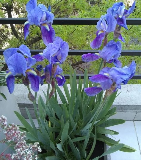 Lirio Azul Iris Germánica Planta En Colegiales Sin Químicos | MercadoLibre Cherry Core, Blue Iris, Farm Gardens, Small Gardens, Small Garden, Blue Flowers, Patio, Plants, Flowers