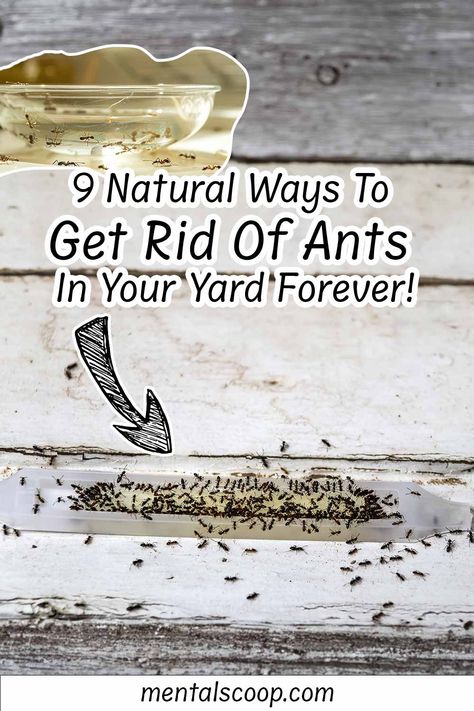 9 Natural Ways To Get Rid Of Ants In Your Yard Forever! Ant Trail, Ant Habitat, Types Of Ants, Ant Repellent, Ant Species, Ant Control, Rid Of Ants, Kill Ants, Carpenter Ant