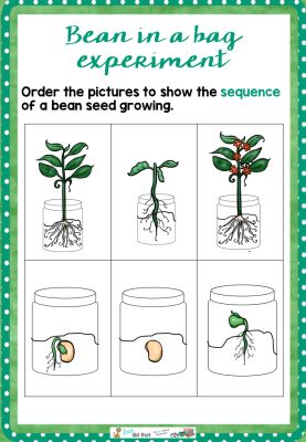 how-to-grow-a-bean-in-a-bag Plants Science Experiments, Kindergarten Science Experiments, Growing Beans, Primary Science, Preschool Activities Toddler, Math School, Plant Life Cycle, Bean Seeds, Kindergarten Science