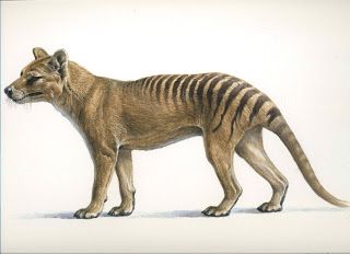 Prehistoric Wildlife, Tasmanian Tiger, Ancient Animals, Tasmanian Devil, Extinct Animals, Prehistoric Creatures, Australian Animals, Prehistoric Animals, Jairzinho