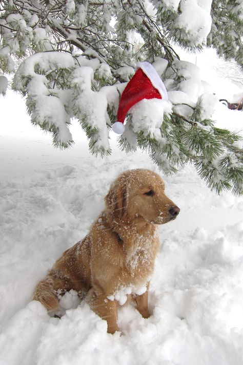 . Christmas Dog Photography, Golden Retriever Christmas, Christmas Dreaming, Cosy Christmas, Fell Asleep, Really Cute Dogs, Puppy Photos, Christmas Feeling, Christmas Wonderland