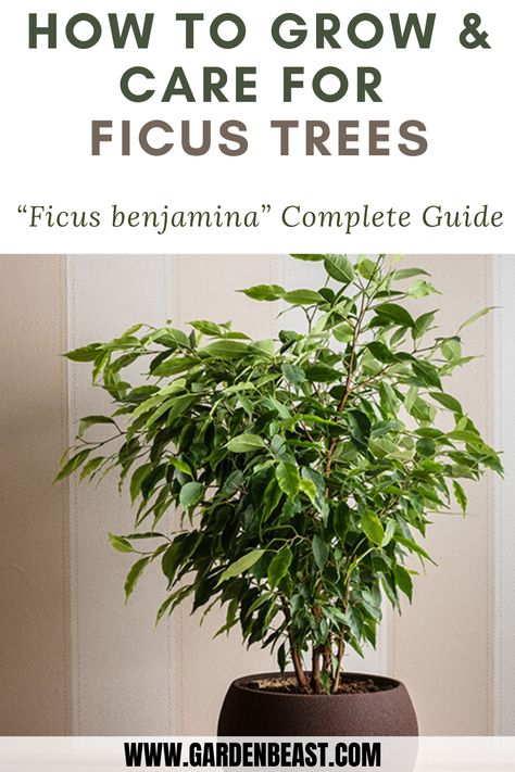 Read our complete guide to Ficus Trees (Ficus benjamina) for everything you will ever need to know! Tips for planting and caring for Ficus Trees. Ficus Benjamina Care, Ficus Tree Indoor Care, Ficus Plant Indoor, Ficus Benjamina Indoor, Ficus Tree Outdoor, Ficus Tree Indoor, Fig Plants, Indoor Tree Plants, Plant Parenting