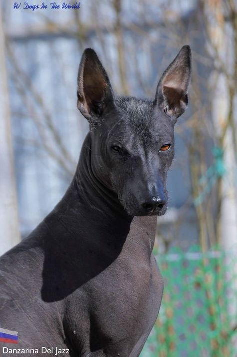 Xolo Dog, Ancient Dogs, Mexican Hairless Dog, Hairless Dog, Interesting Animals, Purebred Dogs, Baby Puppies, Beautiful Dogs, Dog Breed