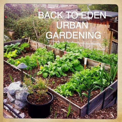 Back To Eden Gardening Raised Beds, Back To Eden Gardening, Back To Eden, Allotment Garden, Edible Landscape, Eden Garden, Garden Corner, Permaculture Gardening, Greenhouse Plans