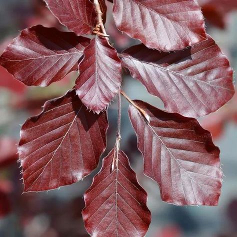 Copper Beech Hedging Plants for Sale | Ashridge Copper Beech Foliage, Copper Beech Tree, Beech Hedging, Big Gardens, Munstead Lavender, Rose Bush Care, Bay Laurel Tree, House Inspection, Beech Leaf