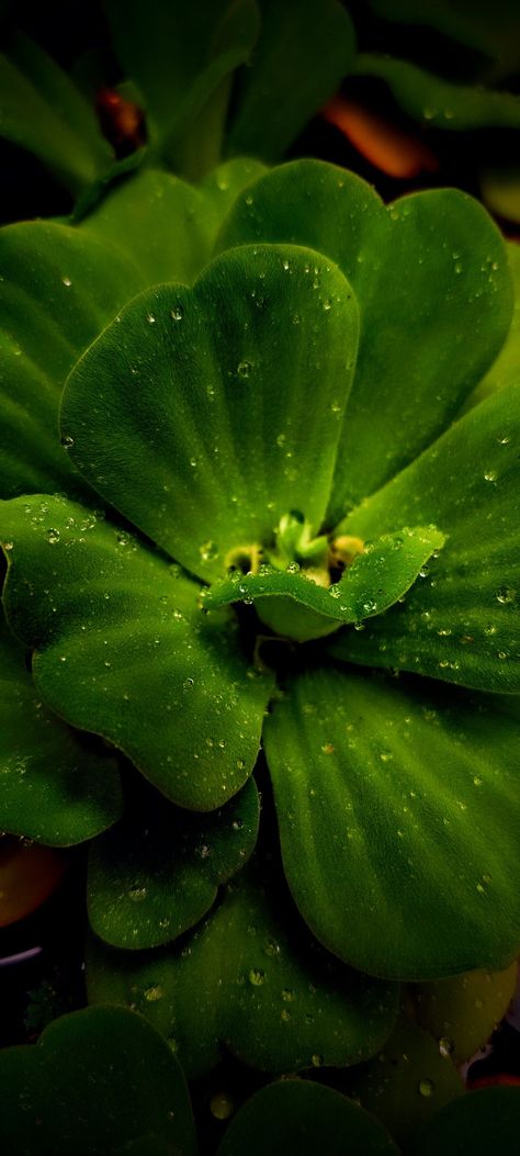 Water lettuce Water Lettuce, Mobile Photography, Lettuce, Plant Leaves, Water, Plants, Photography, Anime