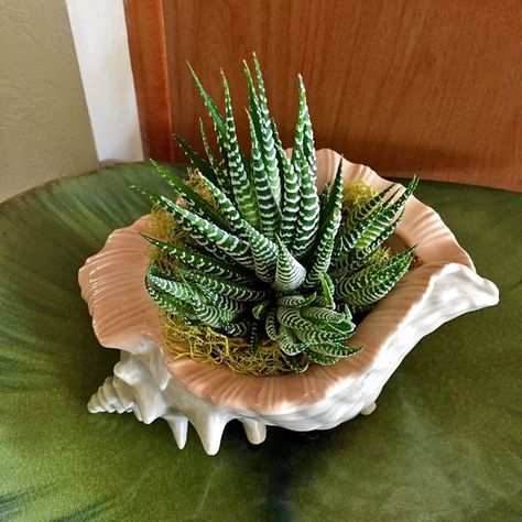 Bedroom Decor Plants, Home Interior Design 2023, Seashell Planter, Air Plants Diy, Green Corner, Air Plants Decor, Indoor Plants Styling, Succulent Garden Indoor, Shell Planter