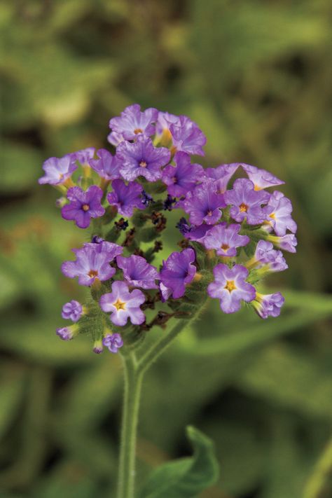 ‘Azure Skies’ heliotrope is tops for heat tolerance. Plant this American native where others have fried and you’ll be rewarded with never-ending mounds of lavender flowers. It’s a perennial in areas with mild winters. #springgardening #gardeningideas #gardendesign #perennials #southernliving Pentas Flower, Spring Gardening, Spring Garden Flowers, Flower Meanings, Gardening Flowers, Red Tulips, Fragrant Flowers, Vibrant Flower, Lavender Flowers