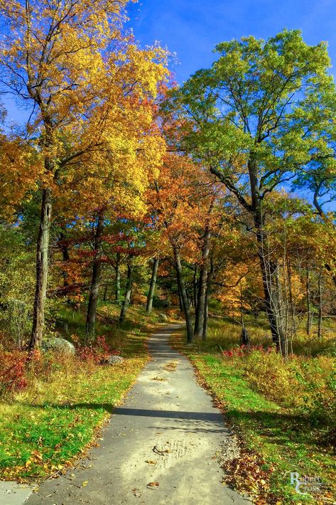 🇺🇸 Fall colours (Franklin Park, Boston, Massachusetts) by Robert Cross 🍂cr. Boston In The Fall, Peaceful Pictures, Fall Photography Nature, Have A Wonderful Weekend, Scenic Pictures, Fall Getaways, Fall Colours, Beautiful Countryside, Trees Forest