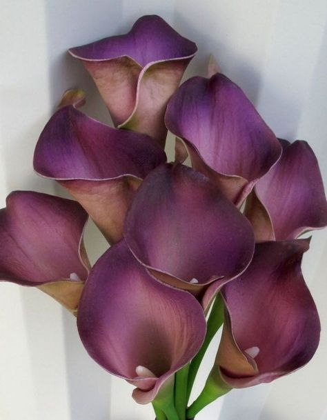 Princess Of England, Calla Lily Colors, Calla Flower, Wedding Flowers Greenery, Purple Calla Lilies, Devon Windsor, Favorite Flower, Calla Lilies, Plum Color