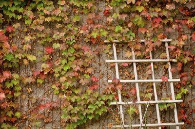 Ivy Plants Near Walls - Is Boston Ivy Growing Up Brick Surfaces Ok Boston Ivy Wall, Plant Screening, Climbers For Shade, Climbing Plants Fence, Ivy Plant Indoor, Almost Maine, Boston Ivy, Man Vs Nature, Hydrangea Petiolaris