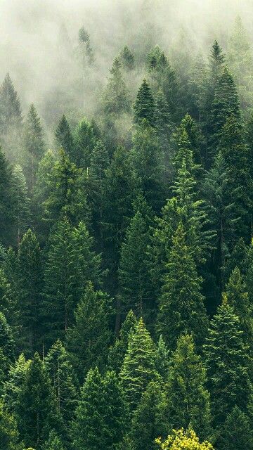 Nature Photography Animals, Forest Mist, Blog Wallpaper, Trees Wallpaper, Christmas Tree Wallpaper, Floral Wallpaper Iphone, Green Pictures, Dark Green Aesthetic, Trees Forest