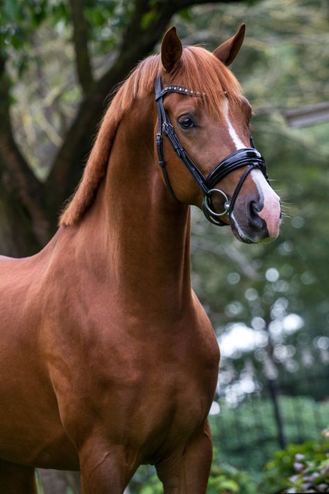 Chestnut Horses, Dutch Warmblood, Gorgeous Horses, Red Chestnut, Horse Shop, Horse Facts, Morgan Horse, Dream Horse, Horse Aesthetic