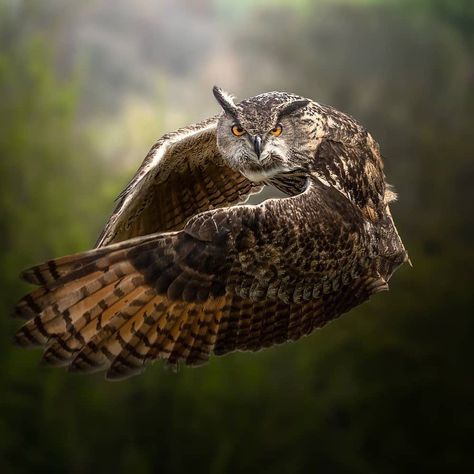 Great Horned Owl (Bubo virginianus) 🦉 Owl Flying, Eurasian Eagle Owl, Owl Photography, Eagle Owl, Owl Photos, Owl Pictures, Beautiful Owl, Great Horned Owl, Owl Print