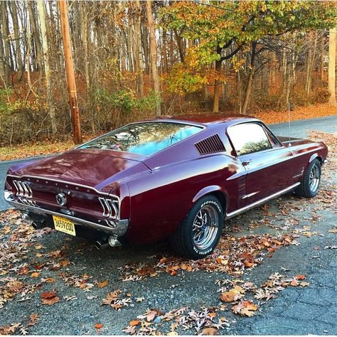 67 Mustang fastback 1967 Ford Mustang Fastback, 1967 Shelby Gt500, 67 Mustang, Mustang Classic, 1967 Ford Mustang, 1967 Mustang, Ford Mustang Boss, Ford Mustang Fastback, Mustang Boss