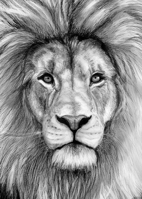 Photo of lion wanted. Black and white. Right thigh Lion Drawing Simple, Lion Face Drawing, Easy Pencil Drawings, Realistic Animal Drawings, Lion Sketch, Drawings For Boyfriend, Lion Drawing, Pencil Drawings Of Animals, Pencil Sketch Drawing