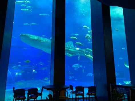 Ocean Blue cafe | Okinawa Churaumi Aquarium - For the next generation to inherit; the beautiful seas of Okinawa. - Churaumi Aquarium Okinawa Japan, Okinawa Aquarium, Aquarium Cafe, Churaumi Aquarium, Sea Tank, Blue Cafe, Tank Pool, Purple Sweet Potatoes, Nice Places