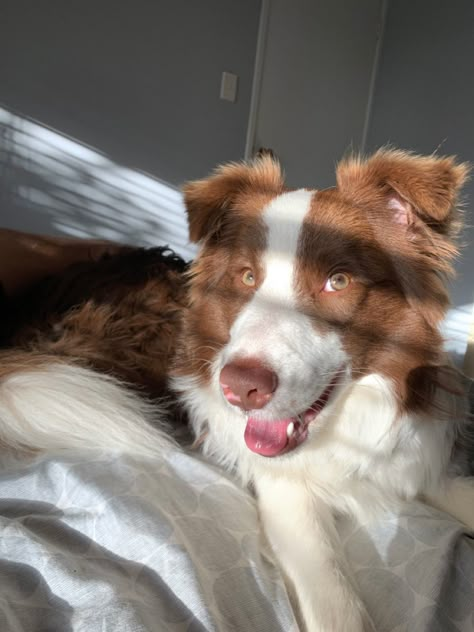 Border Collie Puppies Brown, Brown Border Collie Aesthetic, Brown Border Collie Puppy, Border Collie Brown, Border Collie Aesthetic, Border Aussie, Brown Border Collie, Malamute Husky, Border Collie Puppy