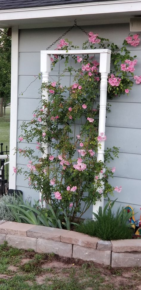 Rose Climbing Wall, How To Build A Rose Trellis, Climbing Roses Trellis On House, Climbing Rose Arbor, Peggy Martin Rose Trellis, Diy Rose Trellis, Climbing Rose Trellis Ideas, Climbing Rose Ideas, Rose Trellis Ideas Diy