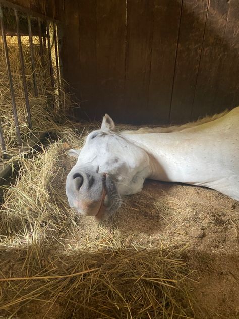 White Horse Jumping, Sleepy Boy, Cute Horse Pictures, Eventing Horses, Big Horses, Horse Heart, Horse Aesthetic, Grey Horse, Davos