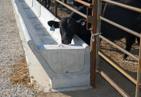 Milking the Farm Business - NPCA Poultry Farm Buildings, Cow Shed Design, Cattle Facility, Cattle Feeder, Poultry Farm Design, Cattle Corrals, Feed Trough, Livestock Barn, Goat Shelter